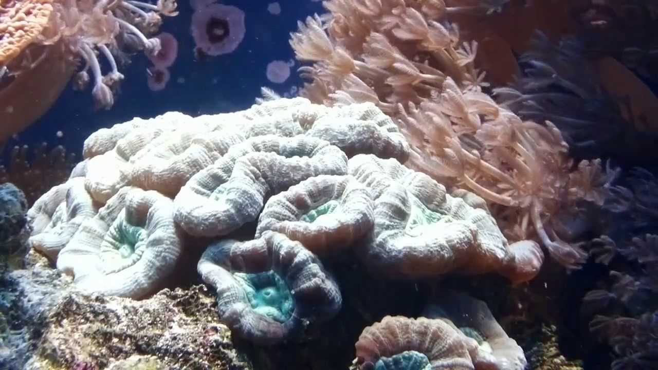 Кауластрея Caulastrea echinulata продажа