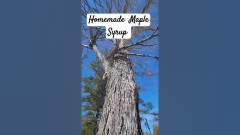 TAPPING MAPLE TREES #canadalife