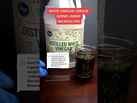 Vinegar vs Germs Under Microscope (White Vinegar)