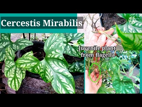 Video: Mirabilis: planten en plantenverzorging