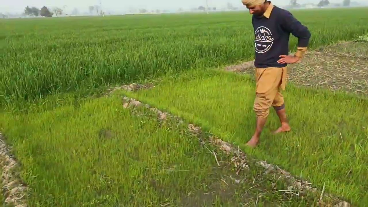  ਦੇਸ਼ੀ ਸ਼ਰਾਬ ਦੀ ਸਪਰੇਅ #farming #pb13wale 