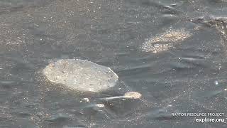 Mississippi River Flyway Cam - something moving in the ice?  \/ explore.org  12\/26\/21