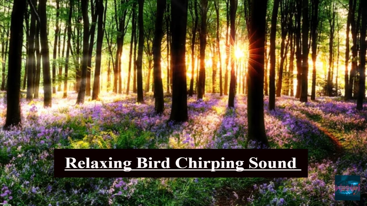Relaxing Bird Chirping Sound | Relaxing Sound | Morning Meditation ...