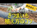 【サツマイモの育て方】苗の植え付け【紅はるか】活着を促すひと手間で成功率アップ!【有機農家直伝!無農薬で育てる家庭菜園】 22/5/7