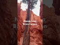 Tree at the bottom of Navajo Loop looked straight out of a movie 🌲🏜️ #BryceCanyon #NavajoLoop
