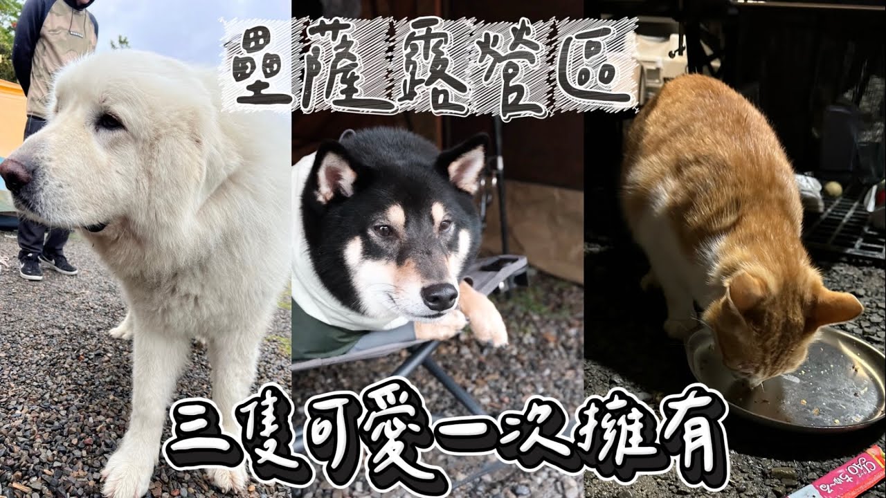 【壘薩露營區】 如何被貓造訪？｜當柴犬遇上壘薩露營區的貓｜大白熊與柴犬體型差｜人狗共食菜色分享｜NoriCamping