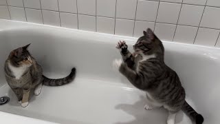 Kittens playing in a bathtub