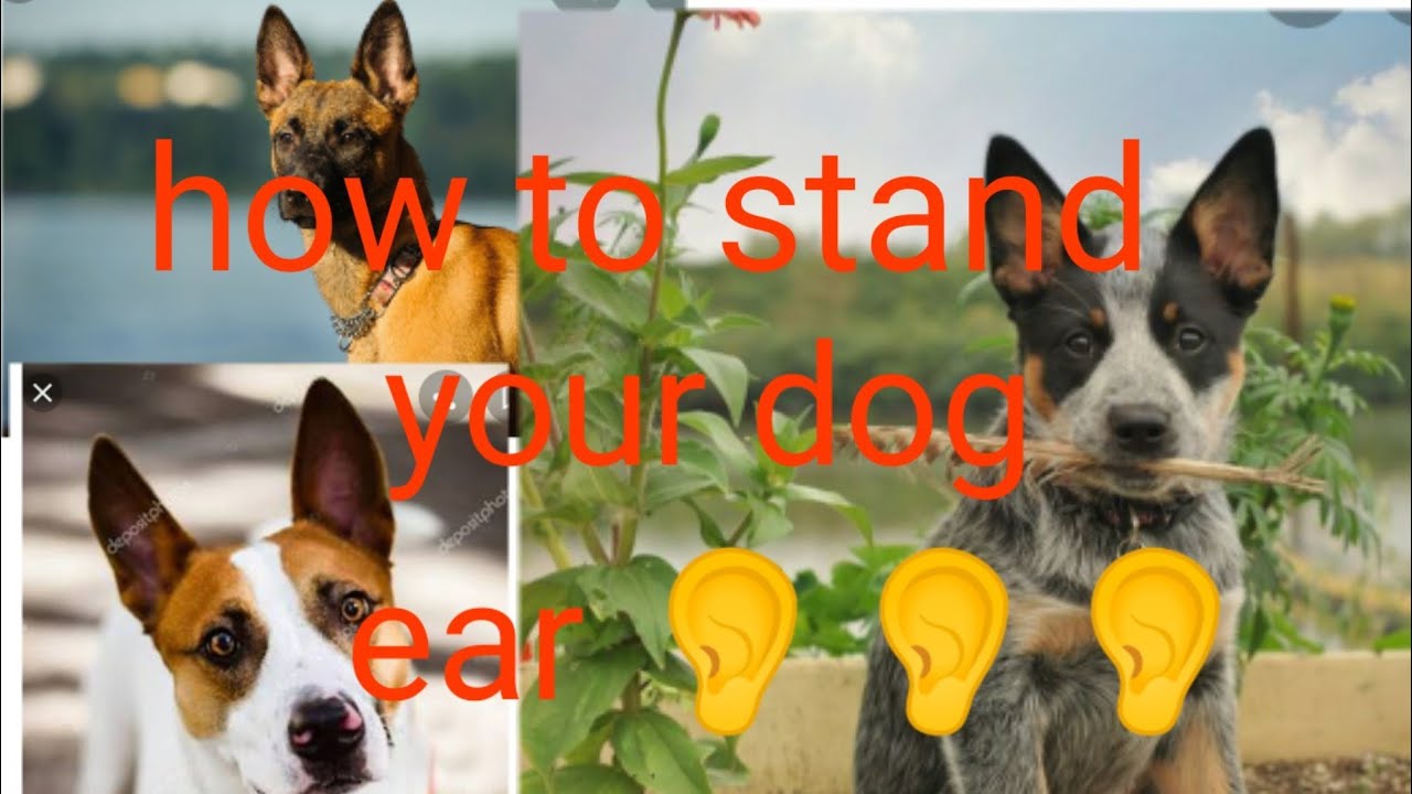How to stand your dog ear/कुत्ते के कान कैसे खड़ा करे YouTube