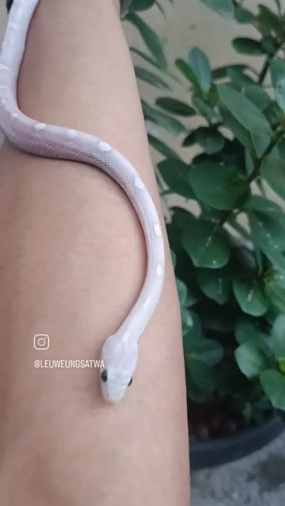 more purple after shedding MOONSTONE #shorts #snake #animals #leuweungsatwa