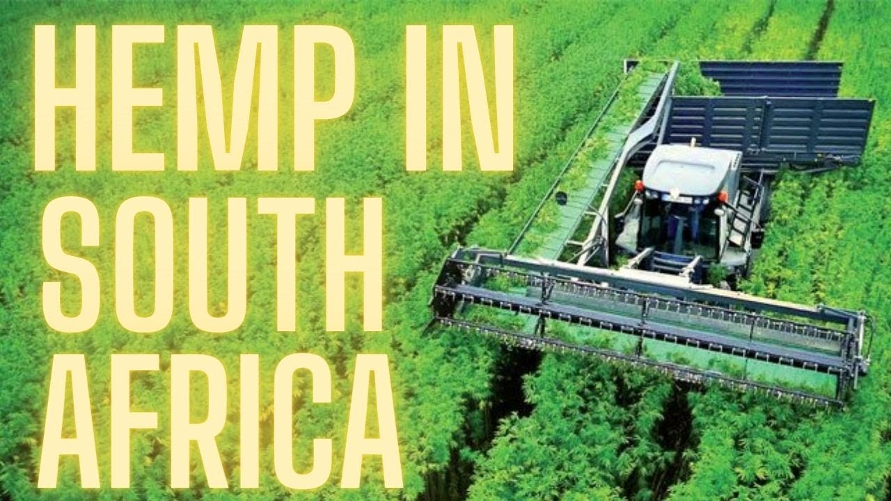 hemp business plan south africa