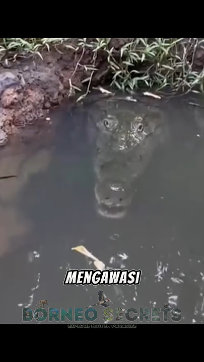 DIawasi induk buaya #shorts 3#predator #buaya