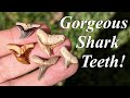Beautiful Shark Teeth! Hunting for Fantastic Colorful Fossil Shark Teeth in a Florida Creek!