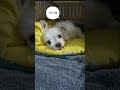 꿀잠자는 귀요미 말티즈