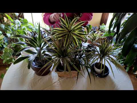 Video: Dracaena Chegaradosh