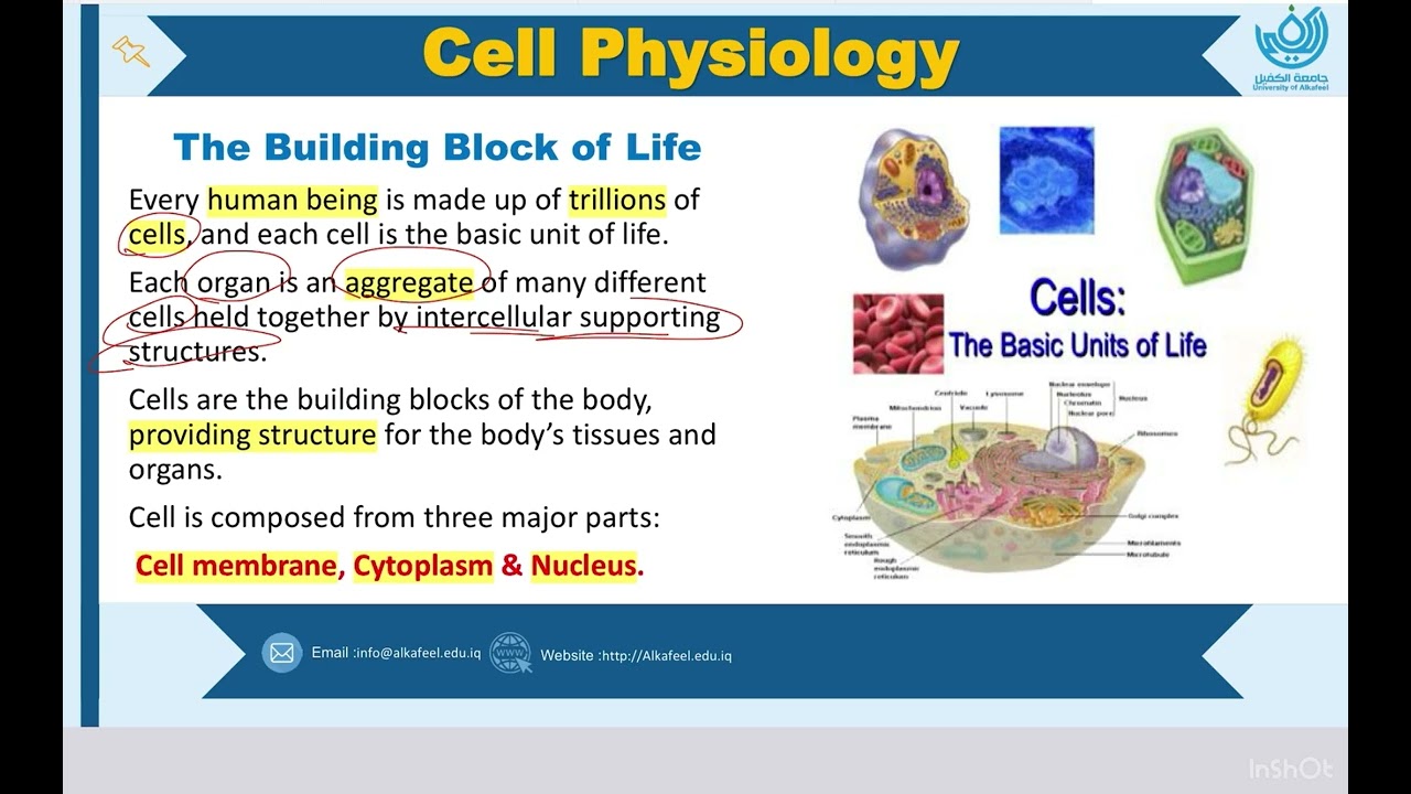 L1: Introduction to cell Physiology طب الكفيل المرحلة الأولى مادة فسلجة الخلية الكورس الثاني