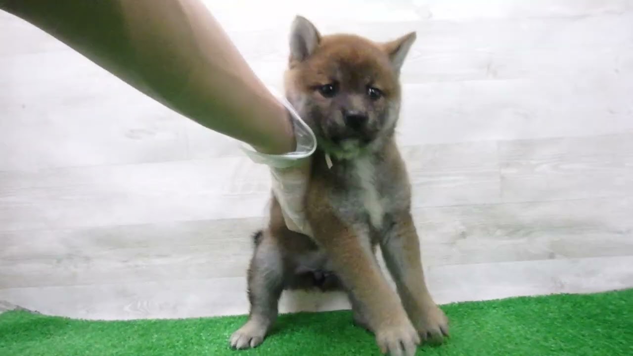 00768678 柴犬 - YouTube