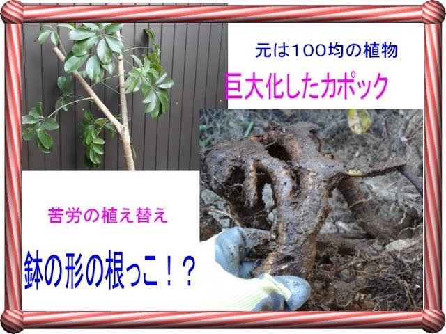 巨大化カポック 苦労の植え替え 元は100均の小さな植物 Youtube