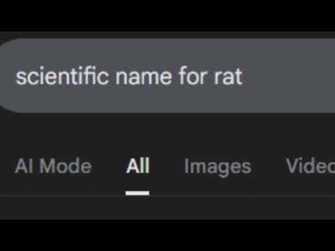 Rat That