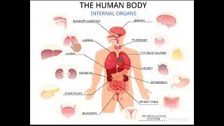 Human Body Organ Explanation Software screenshot 4