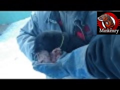 How to put a harness on a tame mink