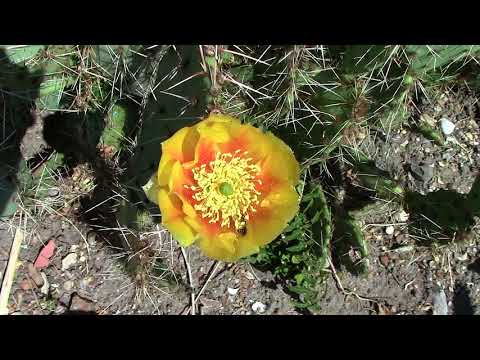 Vídeo: Engelmann Tulip Prickly Pear: Aprenda a cultivar um cacto Engelmann