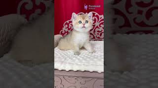 Meet Kevin: Black Golden Shaded British Shorthair Kitten 🖤✨ | Plush &amp; Playful! #BritishShorthair