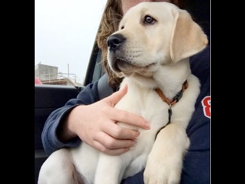 Alexander Graham Bell krom fles 12 Week Old English Labrador Male - For Sale Rudolph (Rudy) - YouTube