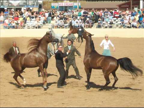 Results scottsdale arabian show SCOTTSDALE ARABIAN