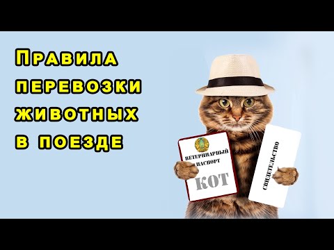 Правила перевозки животных в поезде -  видео-инструкция от АО "Пассажирские перевозки"