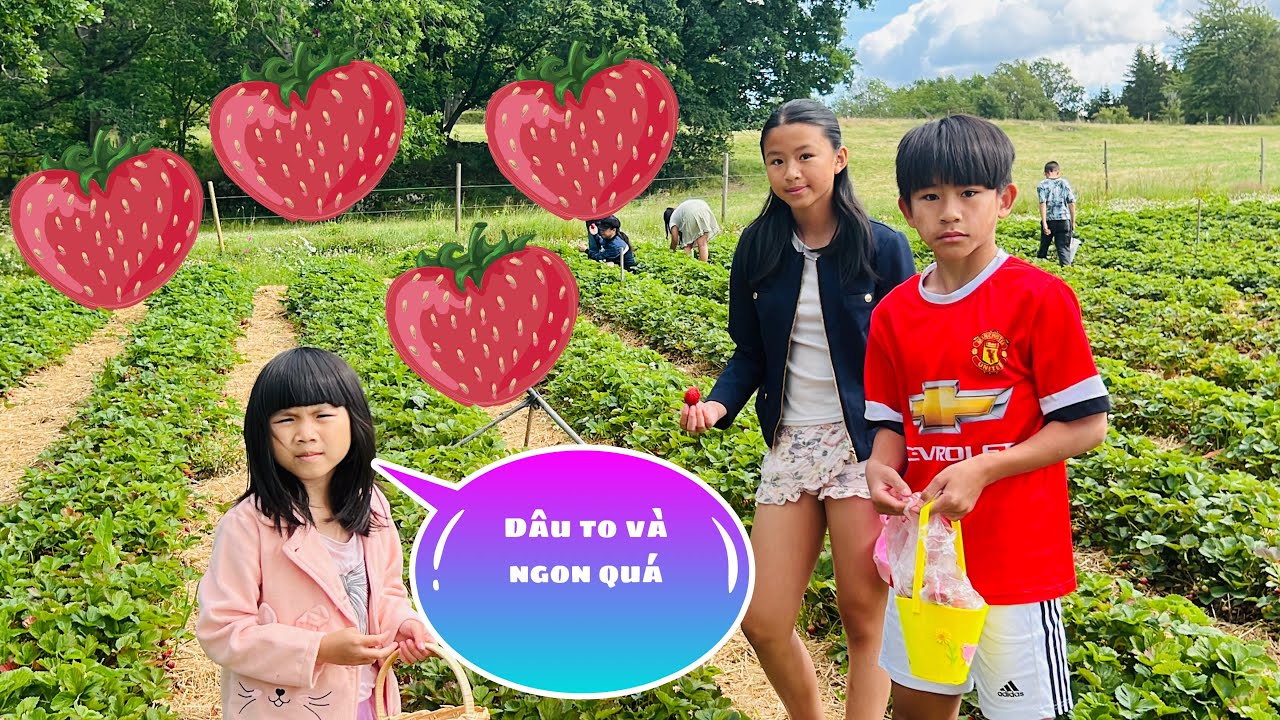 Hái dâu ở Thụy Điển