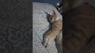 Bien Cansada La Sol #foryou #love #cat #animals #live #life #fyp #work
