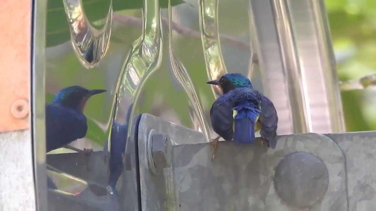 Ruby-cheeked Sunbird - Filled with Self-loathing