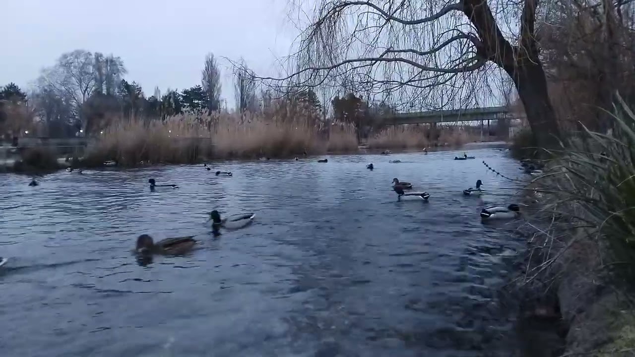 Calm sunset with ducks
