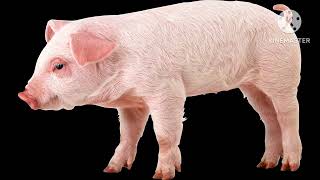 Pig Bit Wars Part 3