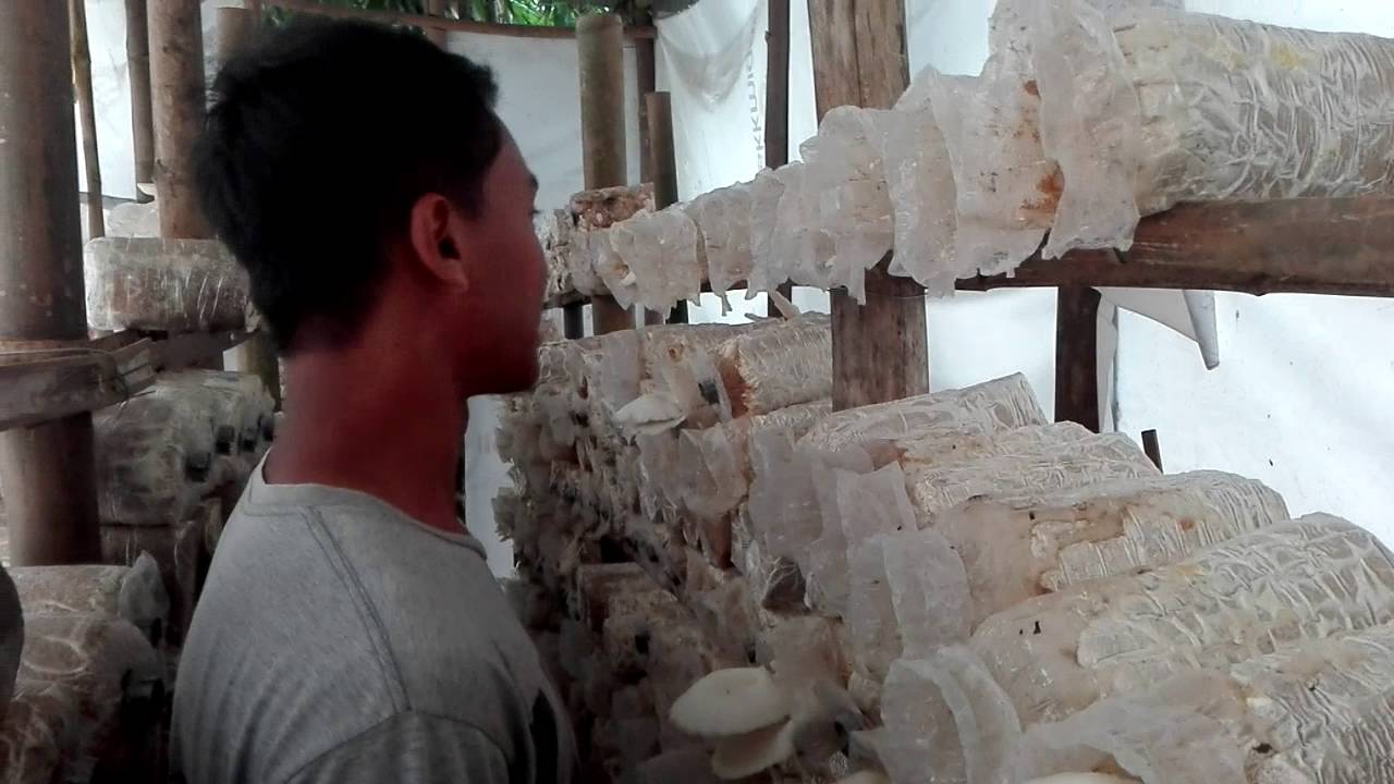 Cara Budidaya jamur tiram episode 2 