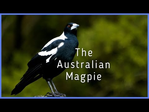 Video: Sinisira ba ng mga Magpies ang mga pugad?