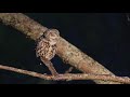 Mochuelo (Athene noctua) reclamando