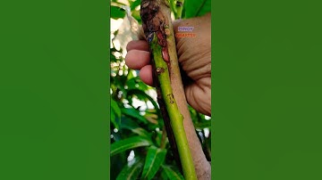 R2E2 MANGO SIDE GRAFTING | HOW TO CARE FOR YOUR GRAFTED FRUIT TREES BY PINOY GRAFTER