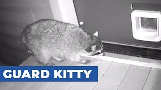 Cat Chases Raccoon Trying To Enter Through Cat Flap