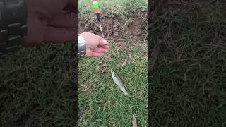 Kefal avında Aksiyon tavan !!!!
