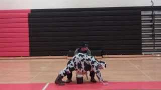 Harlem Shake Dress Up Seniors