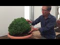 How to create a bonsai from raw material