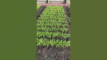 Trồng rau muống theo cách này hơn tháng là ăn gì hết... Rất dễ trồng! #shorts  #gardeningtips