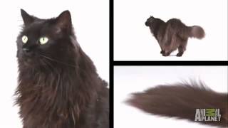 Chantilly   Cats 101