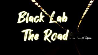 Black Lab -  The Road
