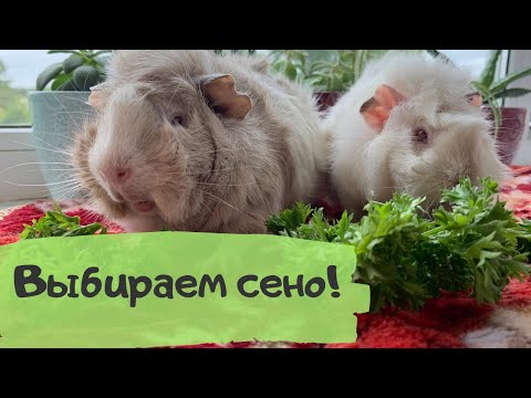 КАК ВЫБРАТЬ СЕНО ДЛЯ МОРСКОЙ СВИНКИ? Обзор сена от 4-х производителей