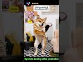 Create Professional Pet Dance Animations with Simple Photo Upload