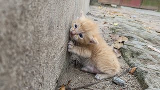 Poor Kitten Screams Weakly For Help When Someone Passes By, I Adopted Her