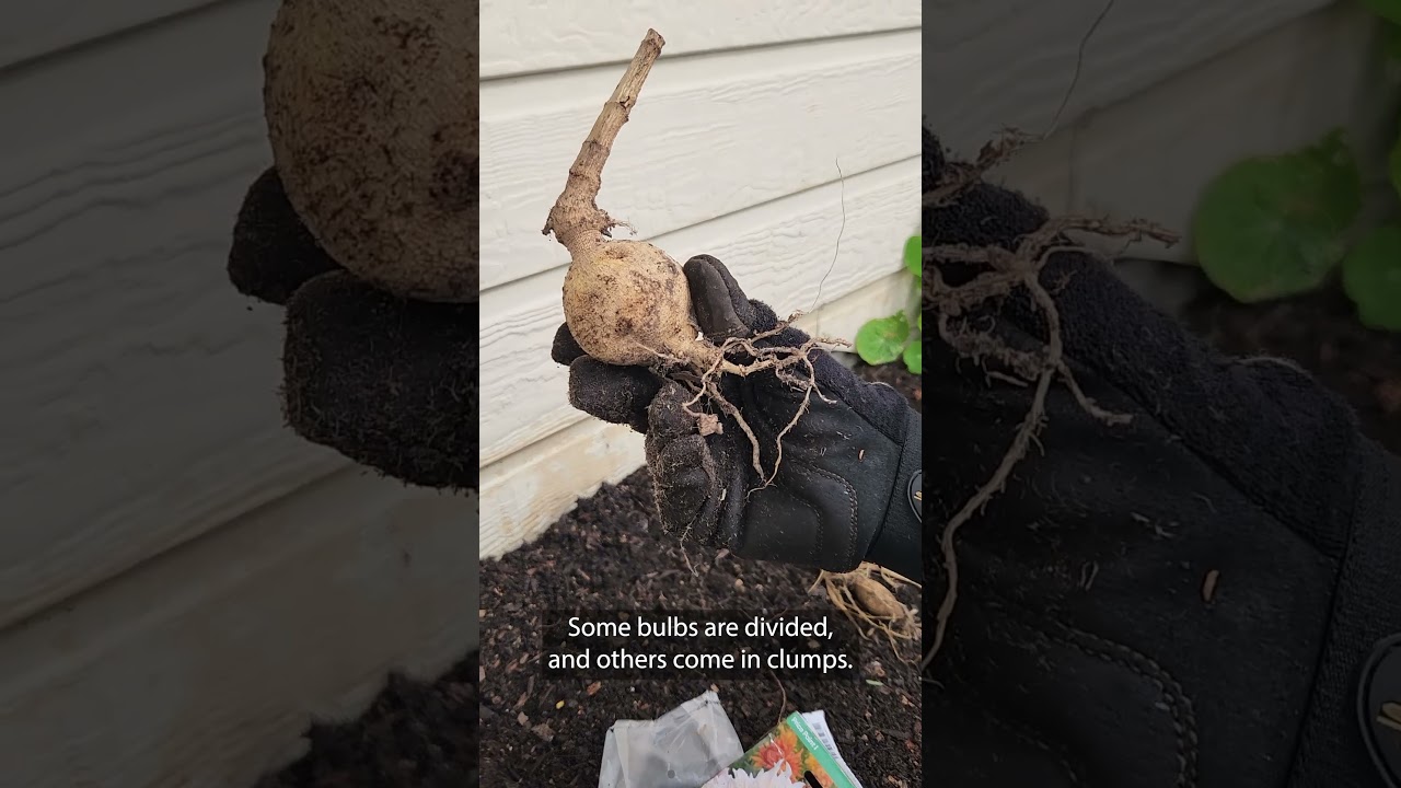 How to Plant Dahlias for Stunning Summer Blooms | Mitre 10 Easy As Garden