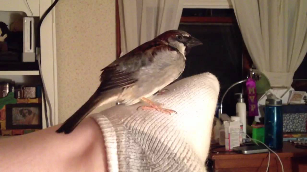 Charlie the Sparrow likes Feet